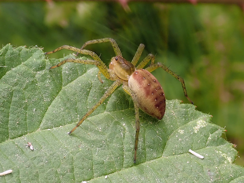 Dolomedes sp. -  Giussago (PV)